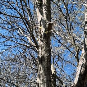 Photo of the plant species Shagbark Hickory by @BriskPanamatree named Sahara on Greg, the plant care app