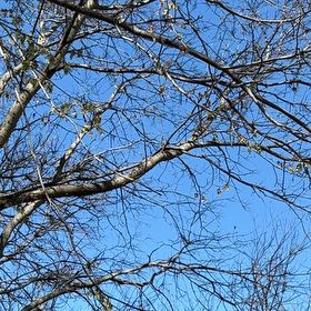 Photo of the plant species Oak Mistletoe by @BriskPanamatree named Madonna on Greg, the plant care app