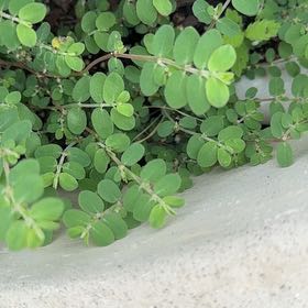 Photo of the plant species Blue Weed by @BriskPanamatree named Osmo on Greg, the plant care app