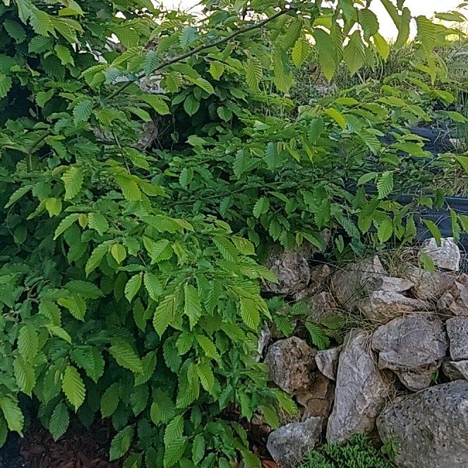 Photo of the plant species American Chestnut by @GrowingPeyote named Harry on Greg, the plant care app
