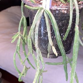 Photo of the plant species Lepismium cereoides by @SuperblyRedtree named Oscar on Greg, the plant care app
