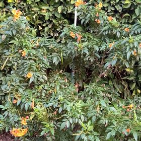 Photo of the plant species Jerusalem Cherry by @ContentFantasy named Gates on Greg, the plant care app