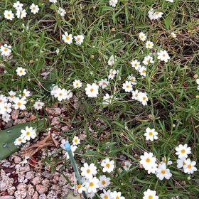 Photo of the plant species Plains Blackfoot by @ContentFantasy named Eva on Greg, the plant care app