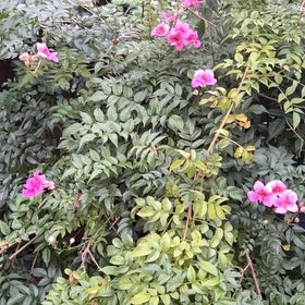 Photo of the plant species Virginian Rose by @ContentFantasy named Sol on Greg, the plant care app