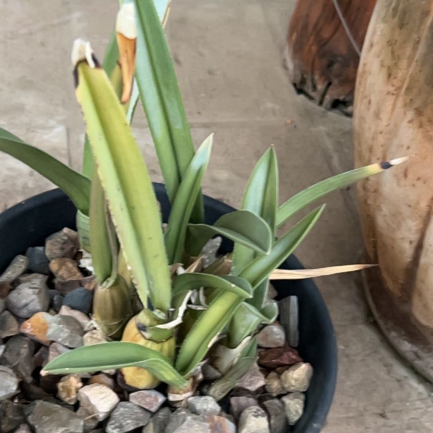 Photo of the plant species Desert Orchid by @ContentFantasy named McKinley on Greg, the plant care app