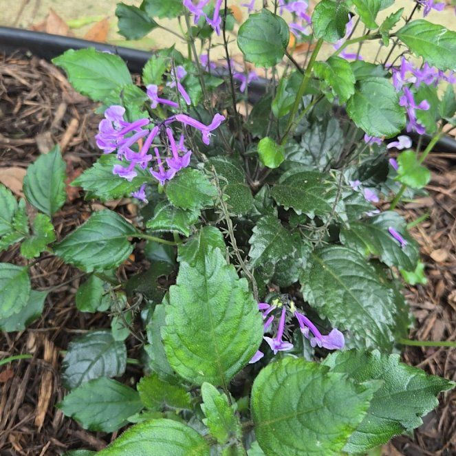 Photo of the plant species Plectranthus ecklonii by @VipWhitemanjack named Denali on Greg, the plant care app
