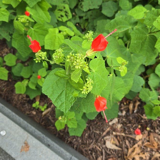 Photo of the plant species Wax Mallow by @VipWhitemanjack named Gobi on Greg, the plant care app