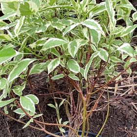 Photo of the plant species Ivory Halo Dogwood by @ZealfulBluehaze named Harmony on Greg, the plant care app