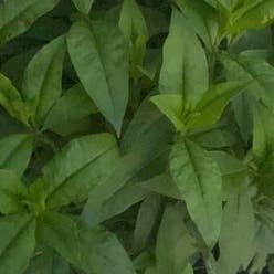 Garden Phlox plant