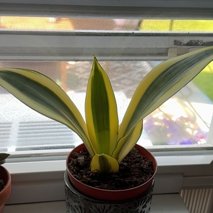 Photo of the plant species Ghost Snake Plant by @botanicalbriddy named Lebron on Greg, the plant care app