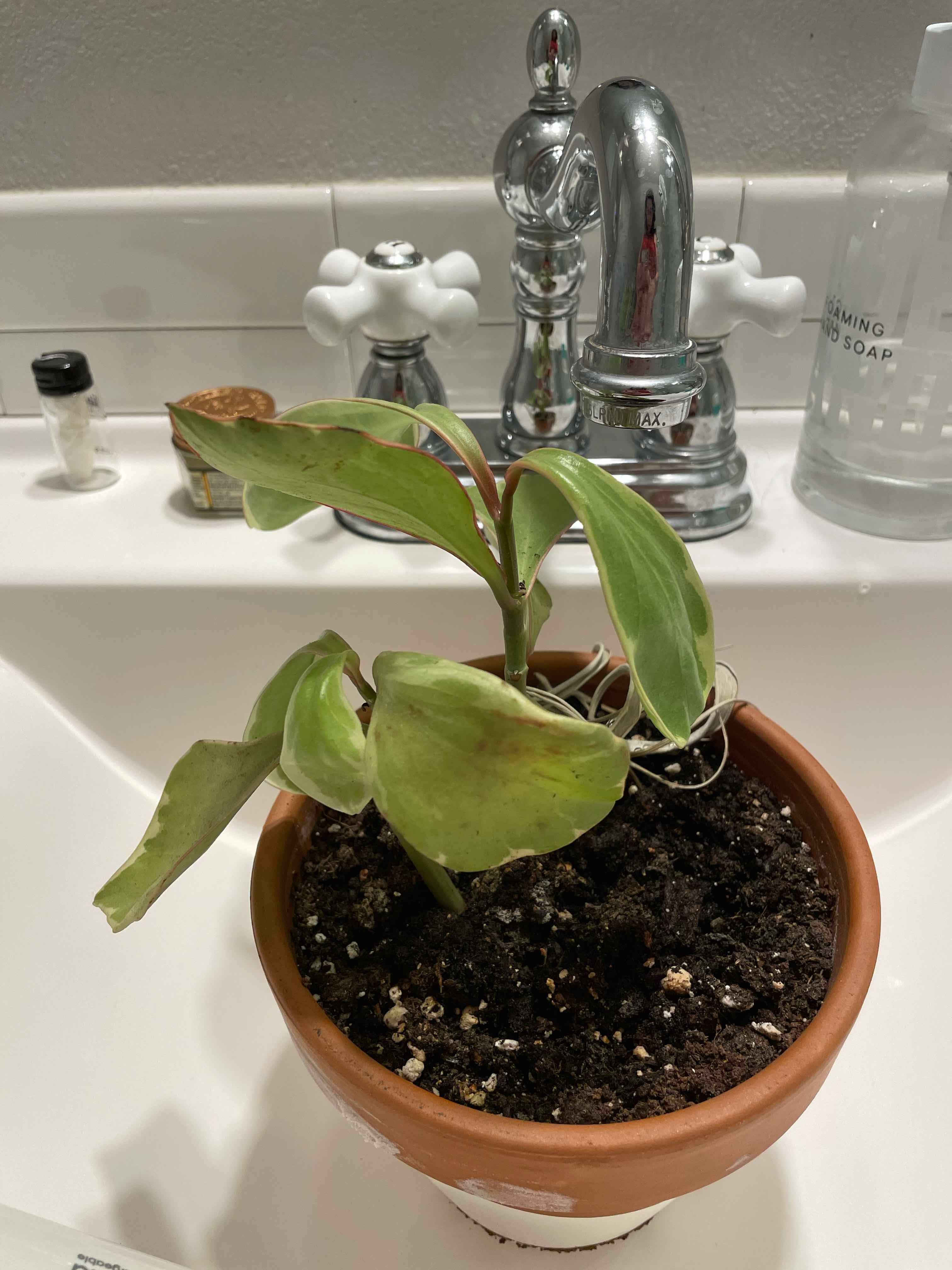 Jelly Peperomia plant in a pot with visible soil, showing signs of yellowing and browning leaves.
