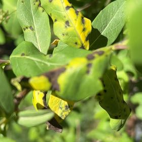 Photo of the plant species Great Honeywort by @VerifiedMoss named Foxxy on Greg, the plant care app