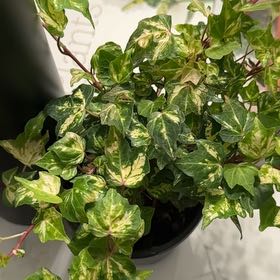 Photo of the plant species Golden Ingot Ivy by @SamsLilGarden named Leaf Erickson on Greg, the plant care app