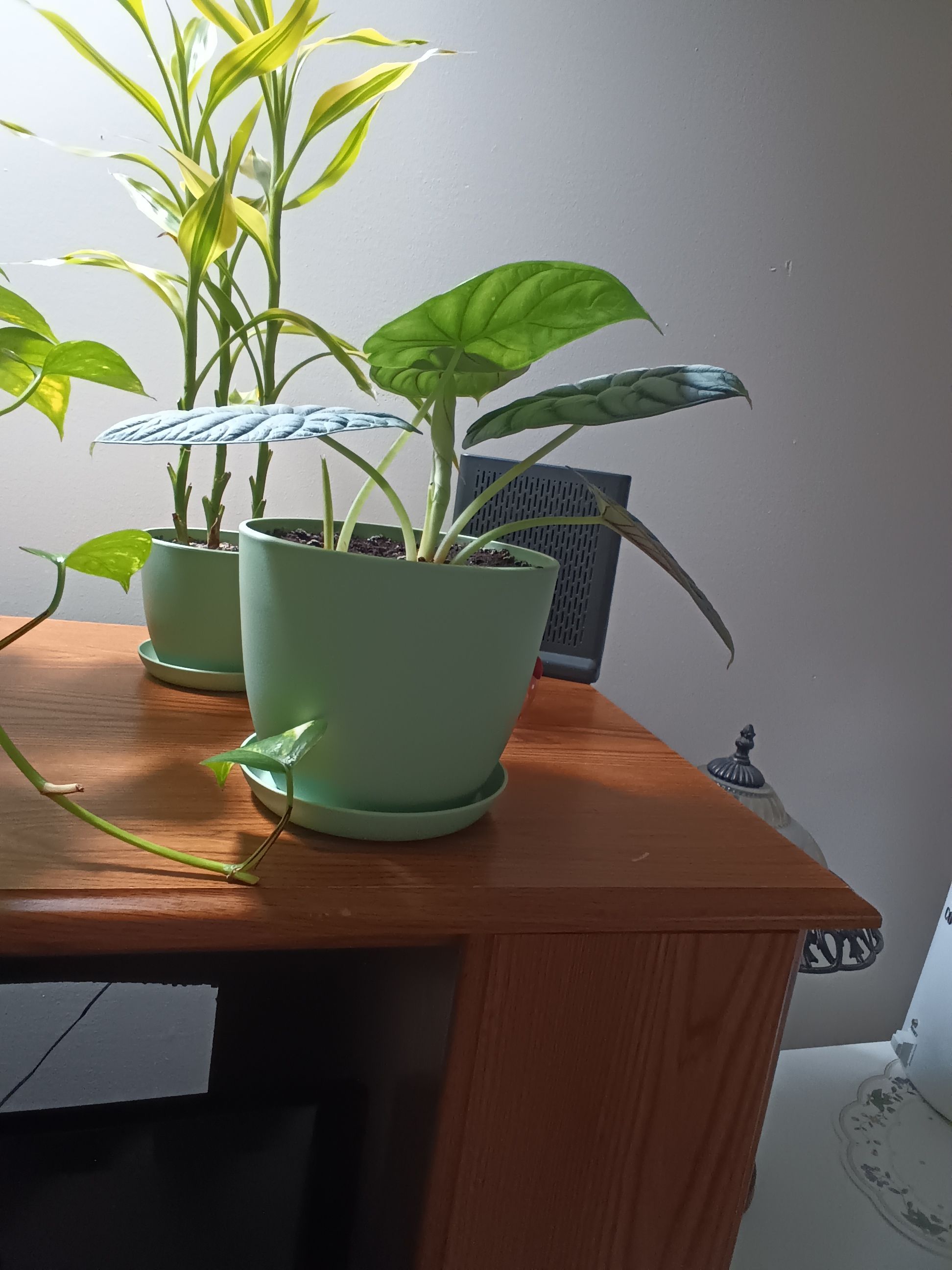 Photo from the post