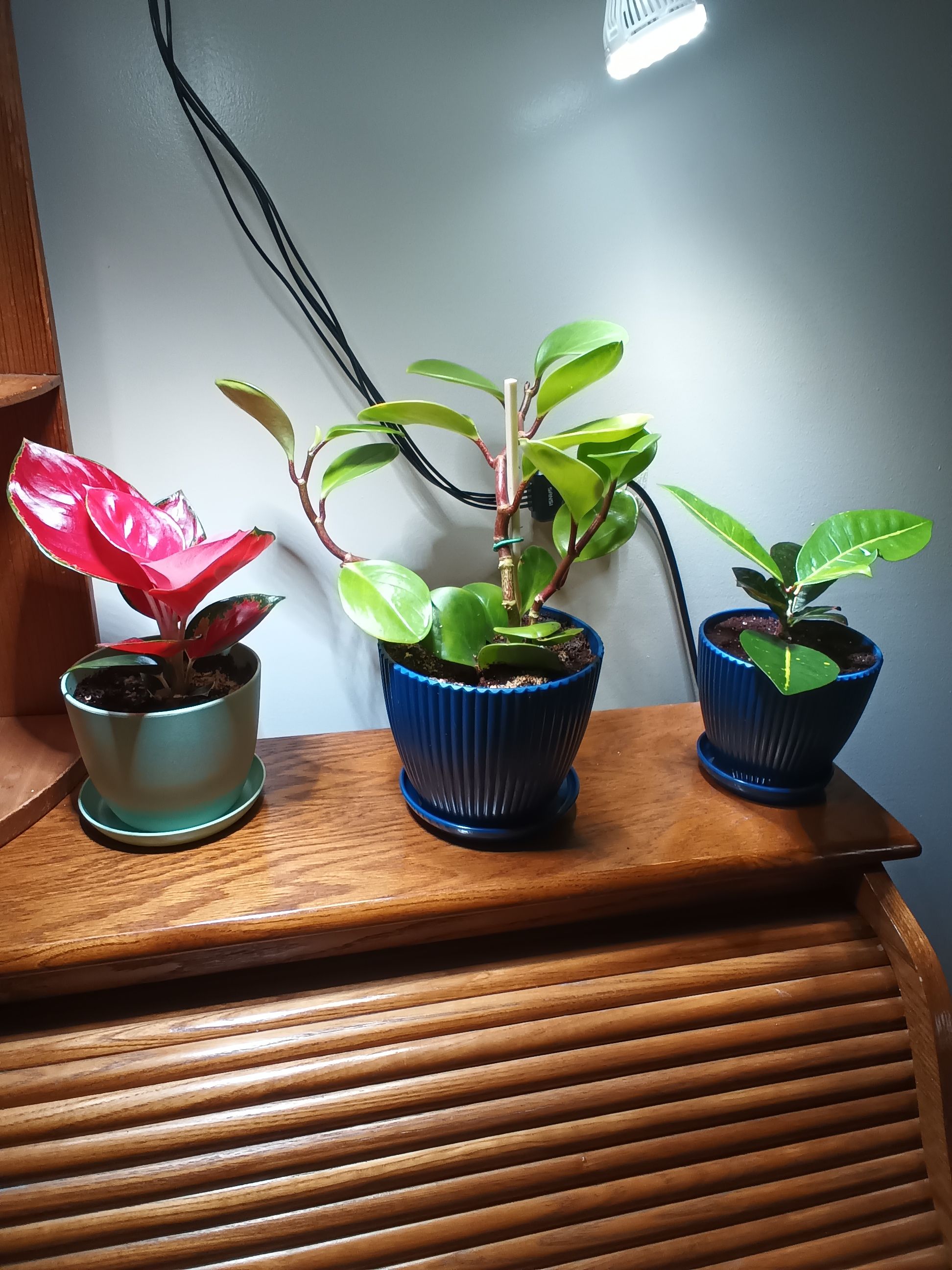 Photo from the post