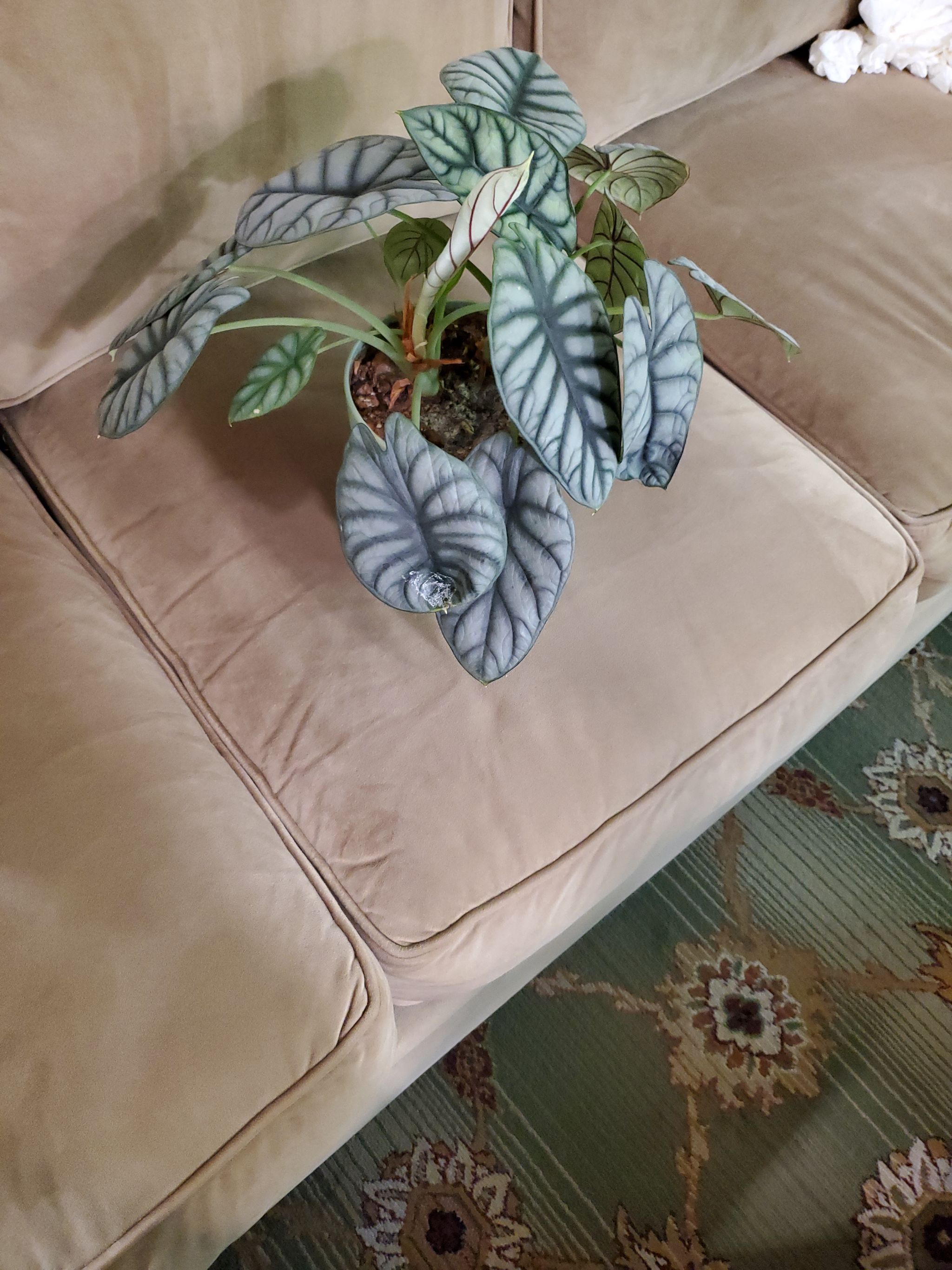 Photo from the post