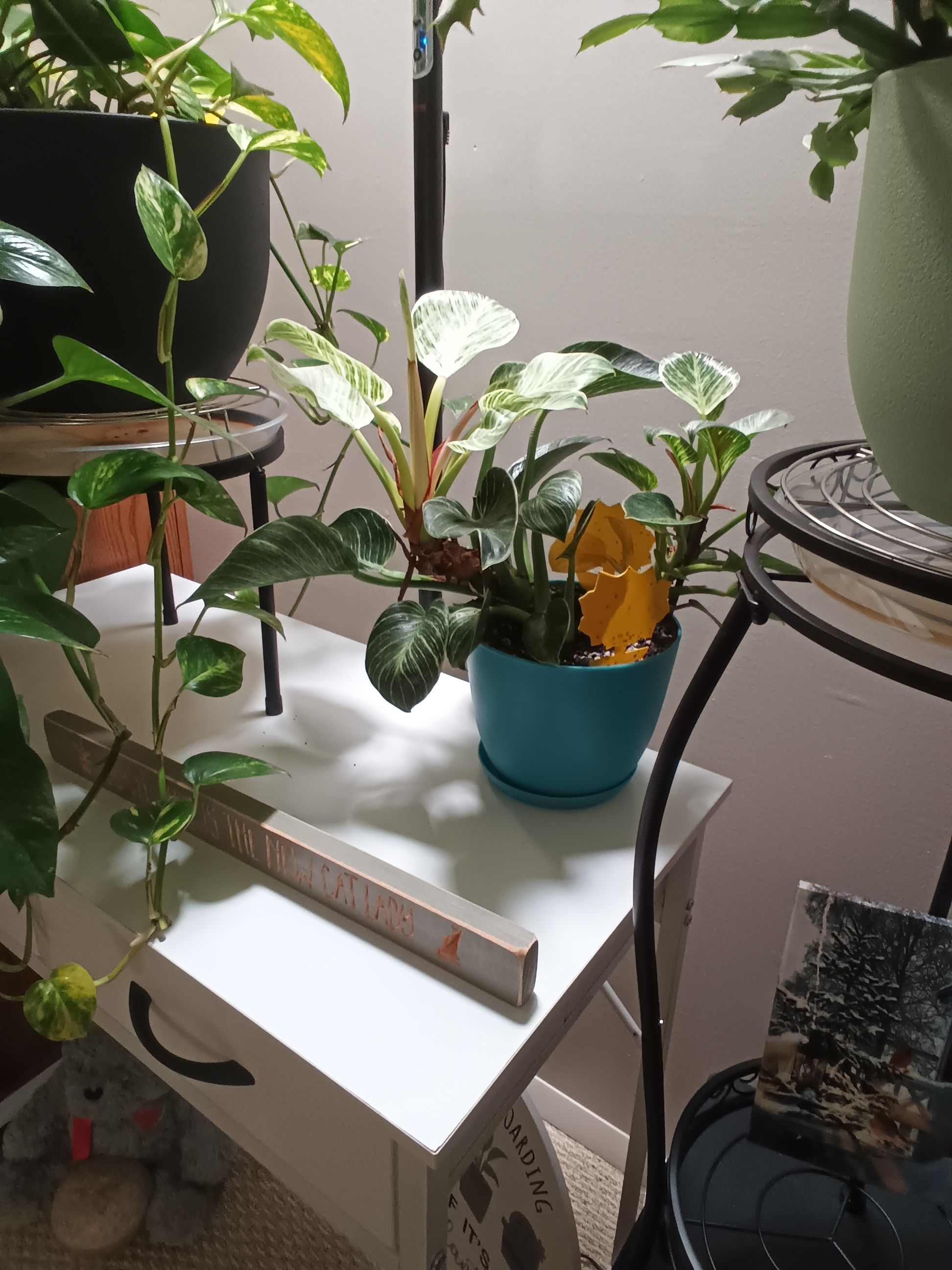 Photo from the post