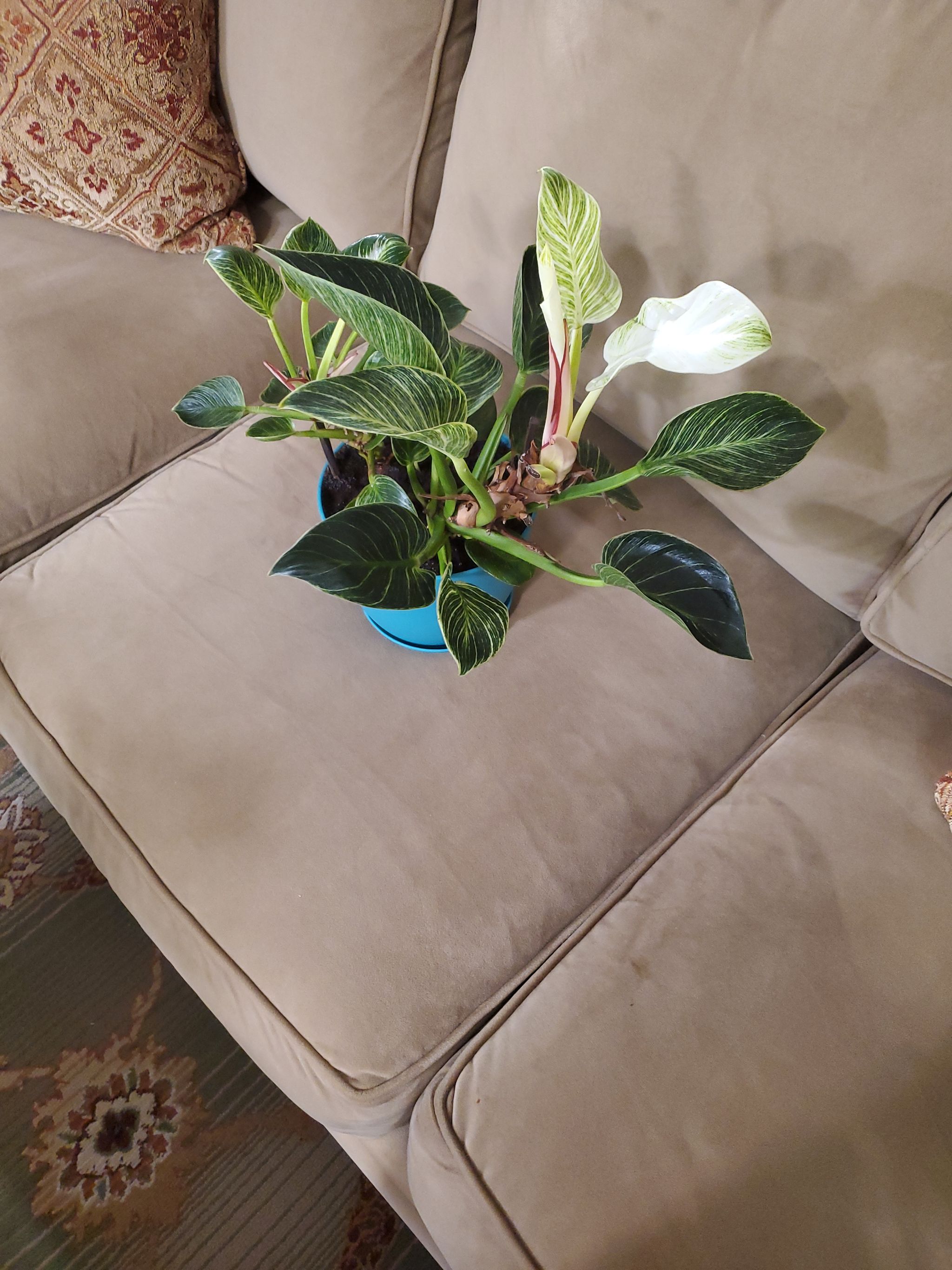 Photo from the post