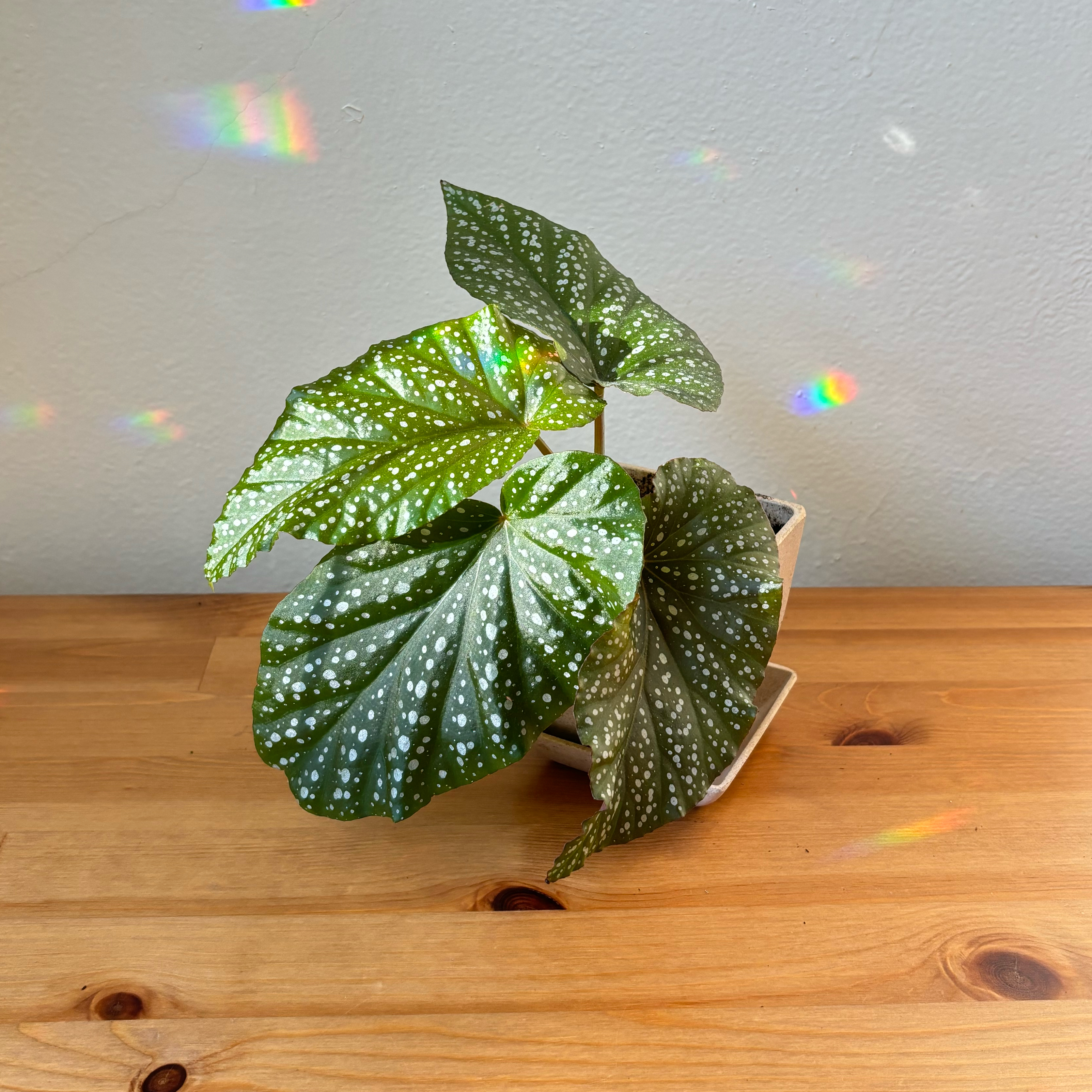 Photo of the plant species Variegated Begonia maculata by @PoliteDeerbrush named Beggie on Greg, the plant care app