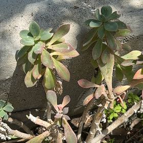 Photo of the plant species Rock Purslane by @UnharmedFantasy named Bigleef Smalls on Greg, the plant care app