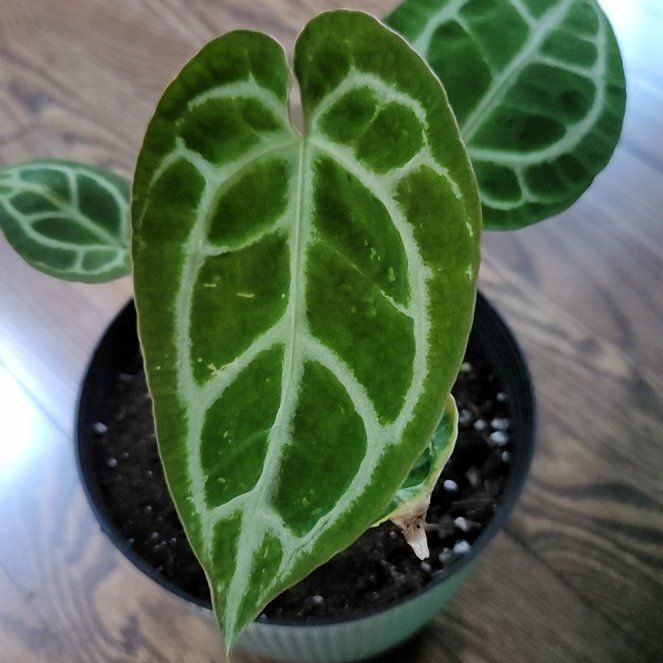 Photo of the plant species Anthurium crystal Hope by @SubtleCoralvine named Plato on Greg, the plant care app