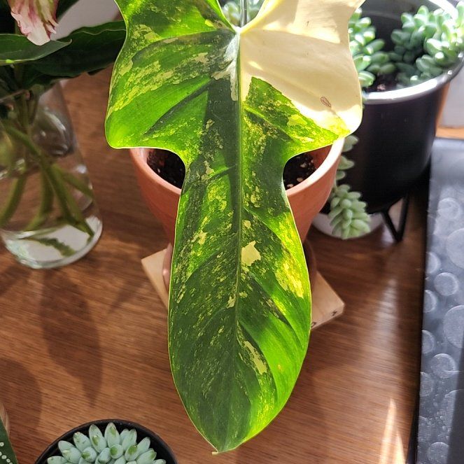 Photo of the plant species Variegated Bipennifolium by @SubtleCoralvine named Prince on Greg, the plant care app