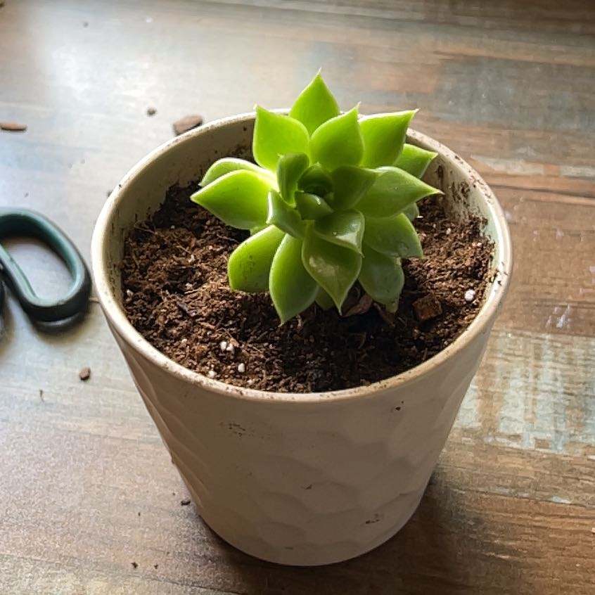 Photo of the plant species Spring Glow Graptosedum by @Josephlol named Leaf Erickson on Greg, the plant care app