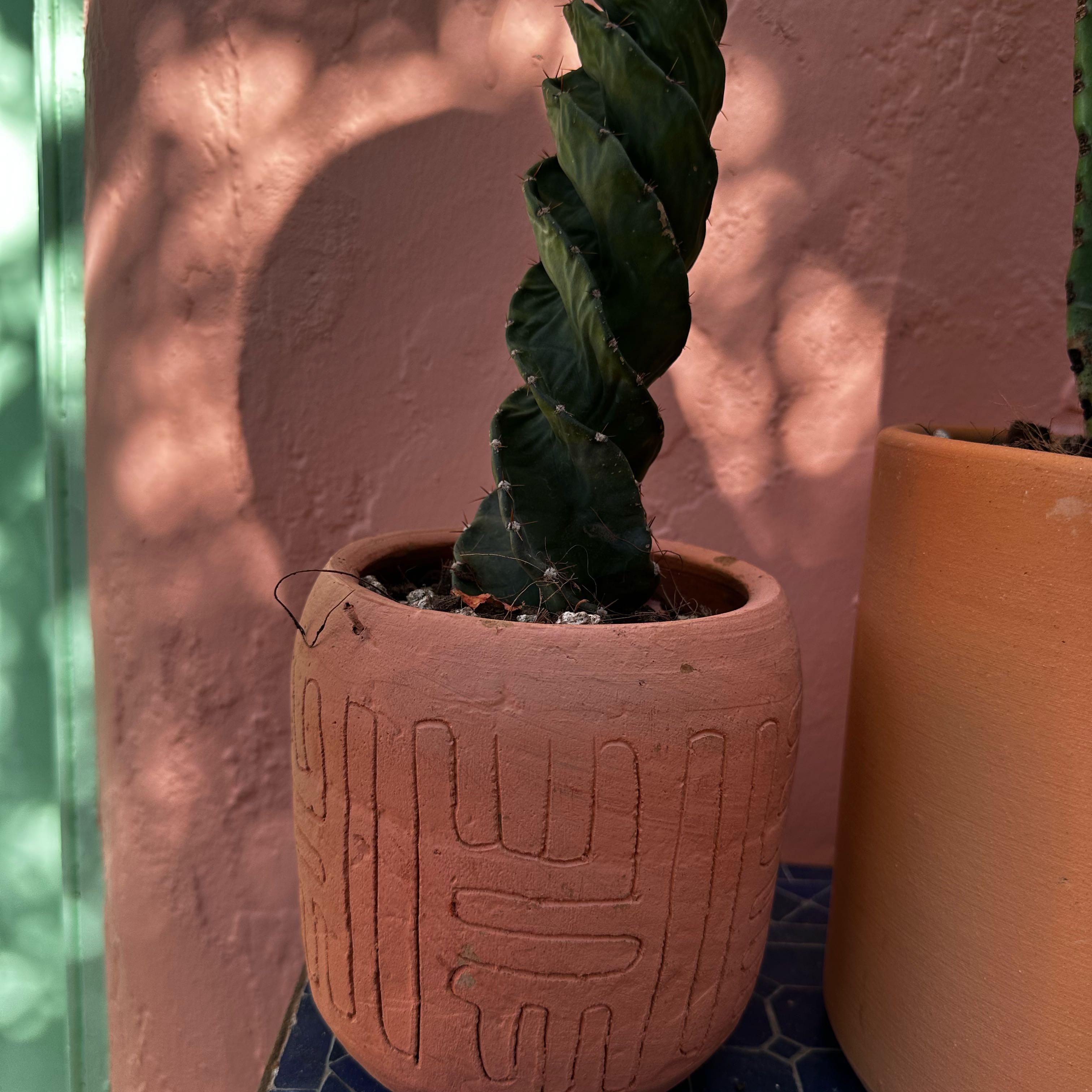 Spiral cactus in a decorative pot, well-framed and healthy.