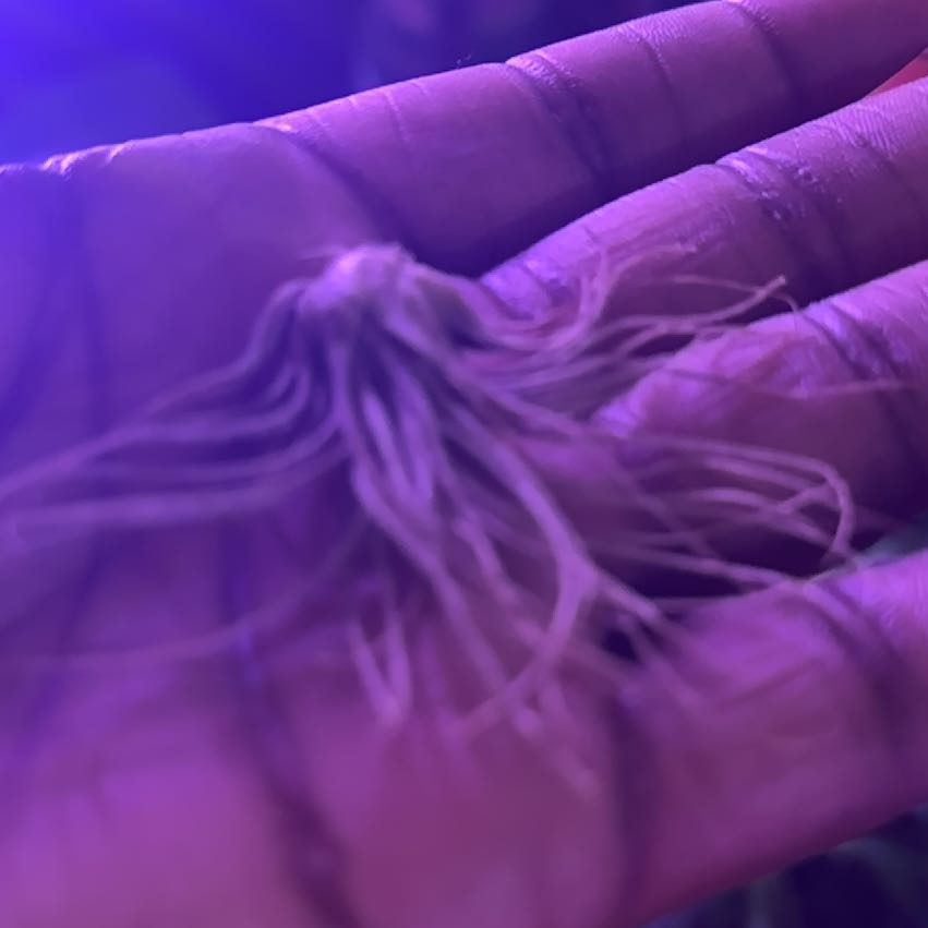 Photo of the plant species Air Plant by @LittleGrowPeep named Aristotle on Greg, the plant care app