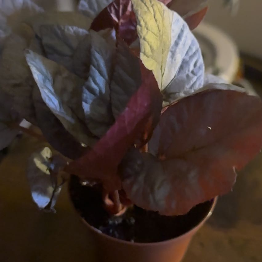 Photo of the plant species Silver Limbo Begonia by @LittleGrowPeep named Queen on Greg, the plant care app