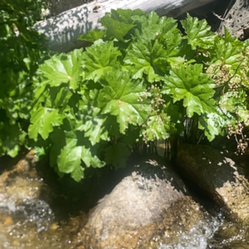 Photo of the plant species Indian Rhubarb by @VeteranMayten named Yosemite star leaf thingy on Greg, the plant care app