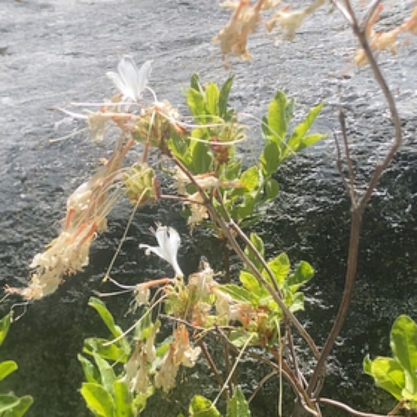 Photo of the plant species Western Azalea by @VeteranMayten named Athena on Greg, the plant care app