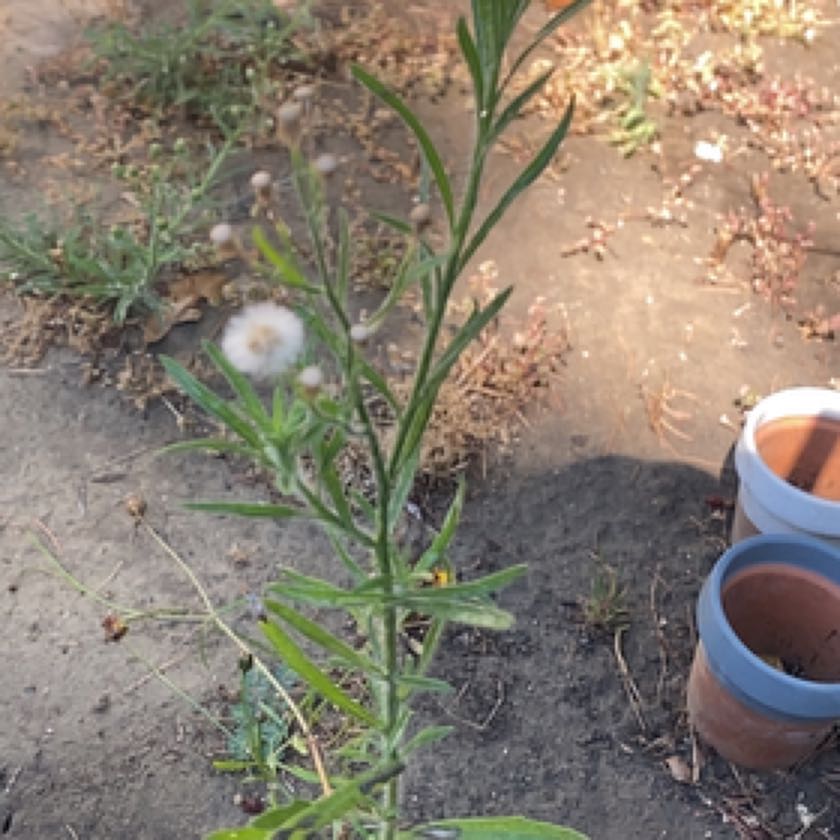 Photo of the plant species Argentine Fleabane by @VeteranMayten named Sahara on Greg, the plant care app
