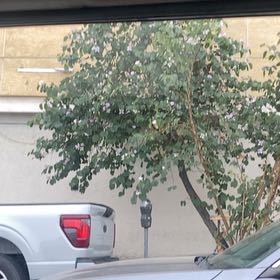 Photo of the plant species Orchid Tree by @VeteranMayten named Prince on Greg, the plant care app