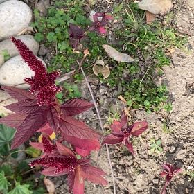 Photo of the plant species Mexican Grain Amaranth by @VeteranMayten named Beckham on Greg, the plant care app