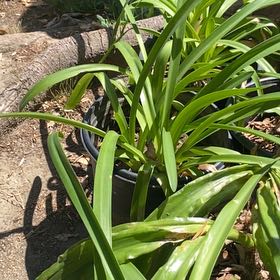 Photo of the plant species Blue Lily by @VeteranMayten named Fernie Saunders on Greg, the plant care app