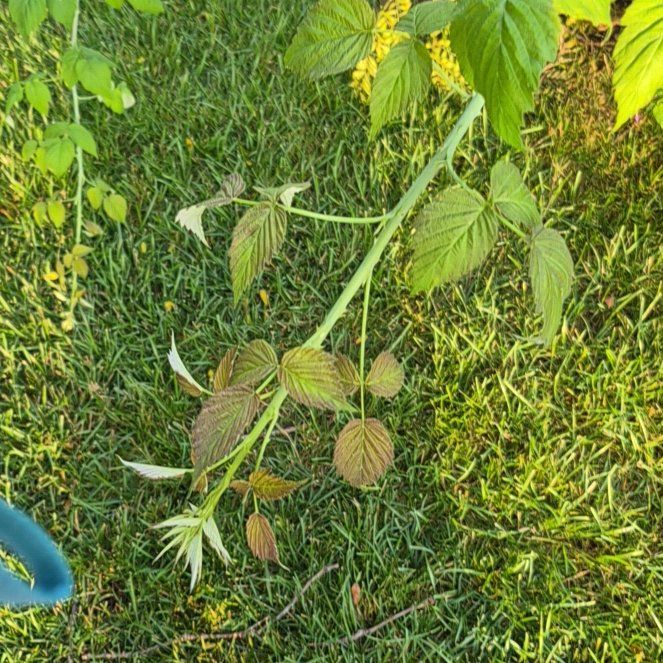 Photo of the plant species Black Raspberry by @ModestHorsemint named Captain Plant-it on Greg, the plant care app