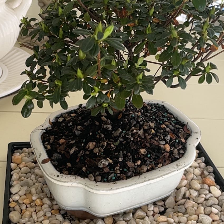 Photo of the plant species Azalea Bonsai by @HighSilverbeech named Morgan Treeman on Greg, the plant care app