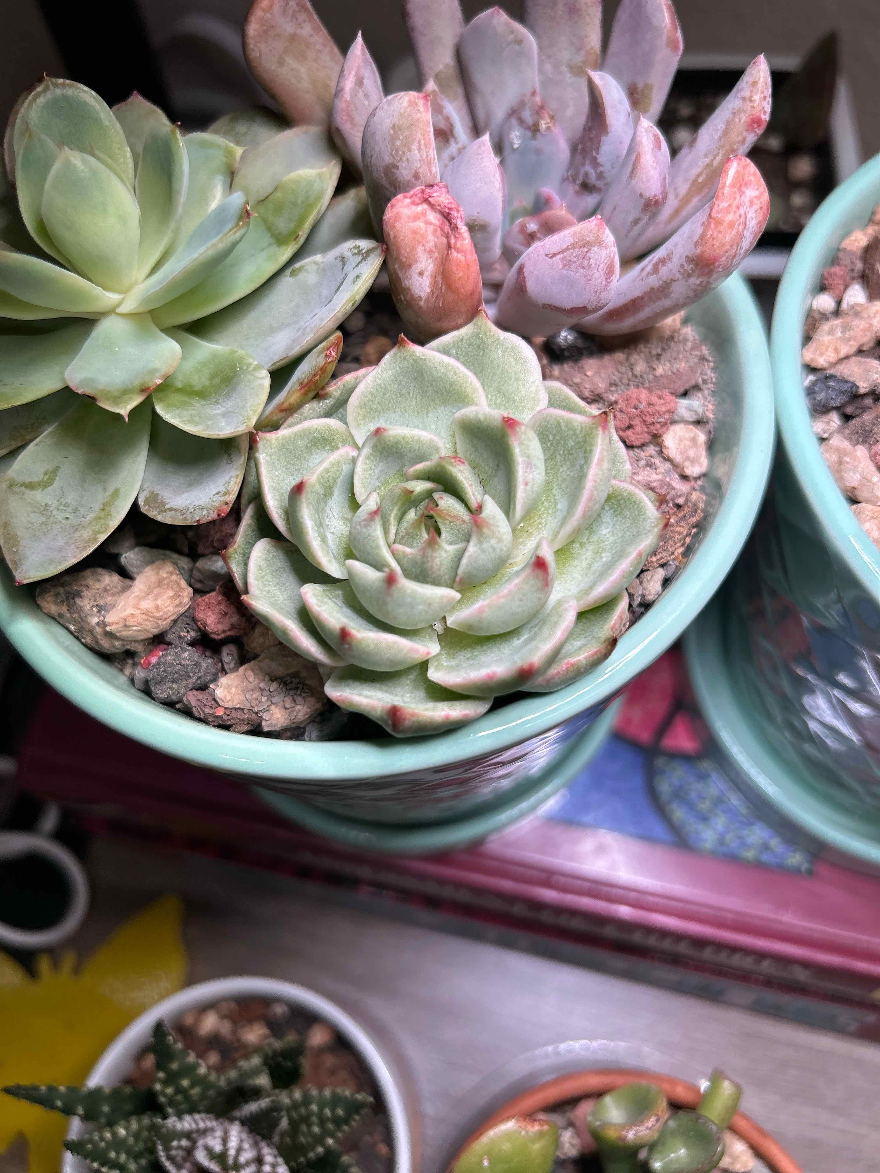Photo of the plant species Blue Dragon by @PiperCosmo named Sproutacus on Greg, the plant care app