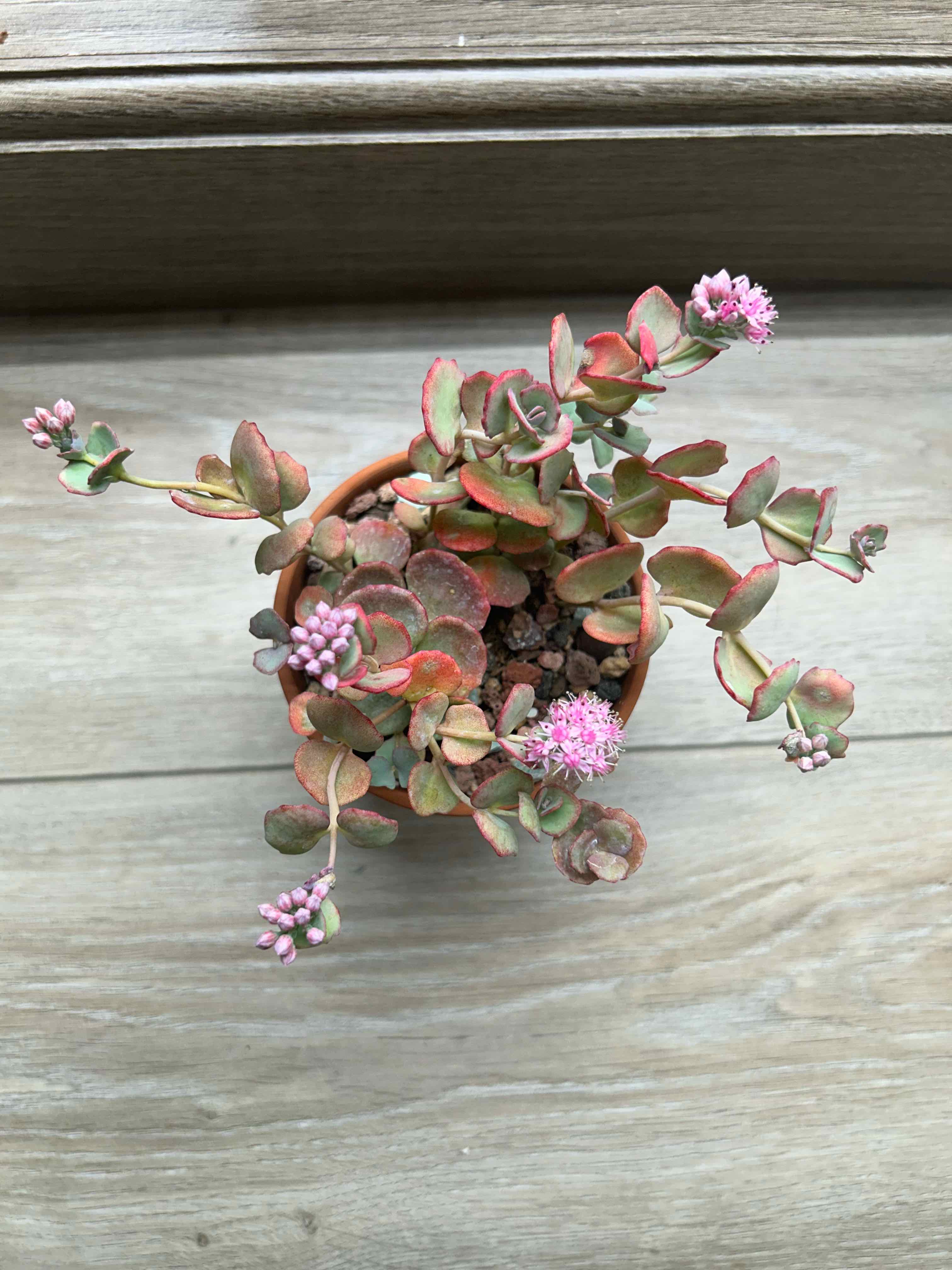 Photo of the plant species October Daphne by @PiperCosmo named Einstein on Greg, the plant care app