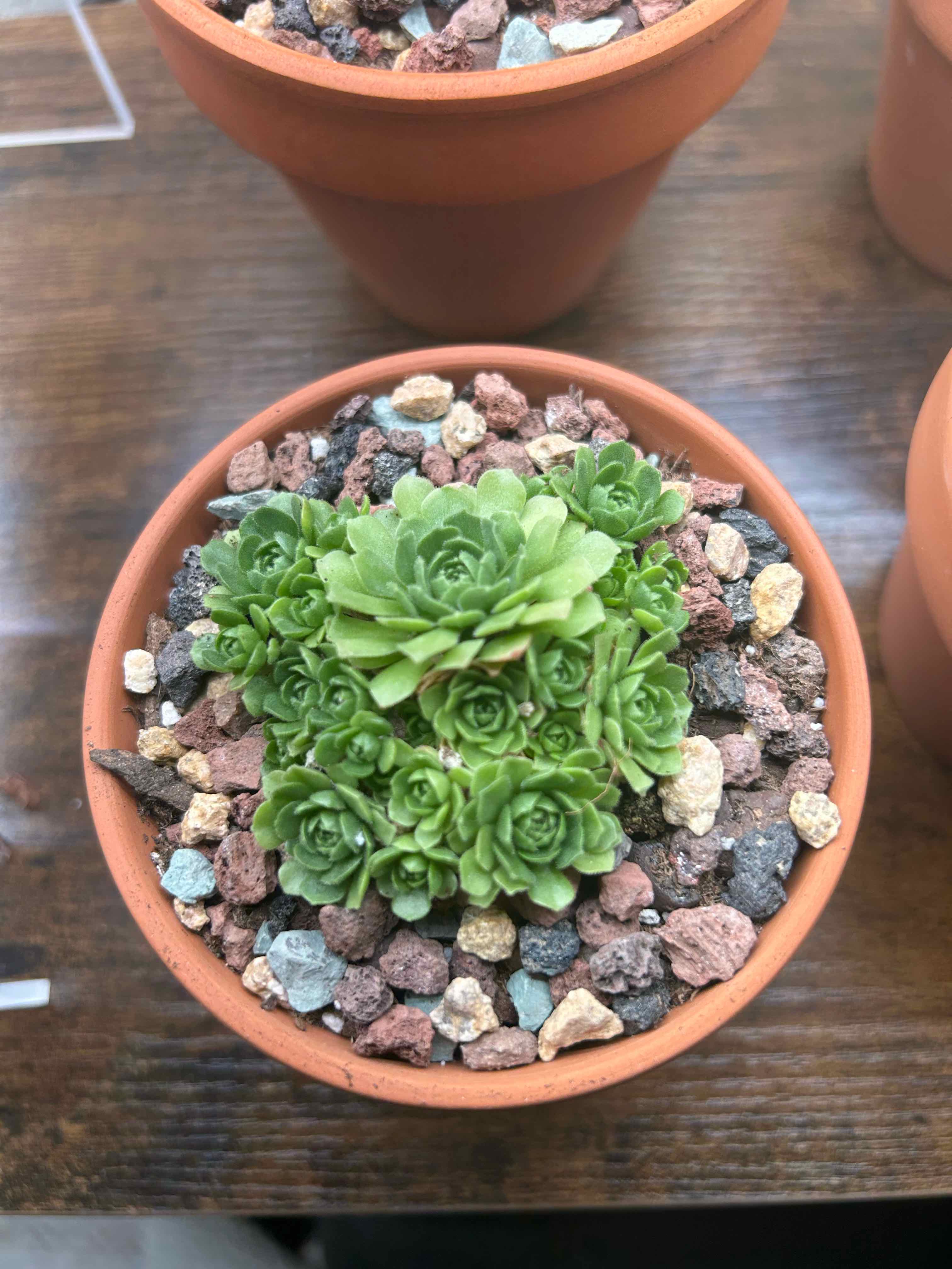 Photo of the plant species Rosularia platyphylla by @PiperCosmo named Darwin on Greg, the plant care app