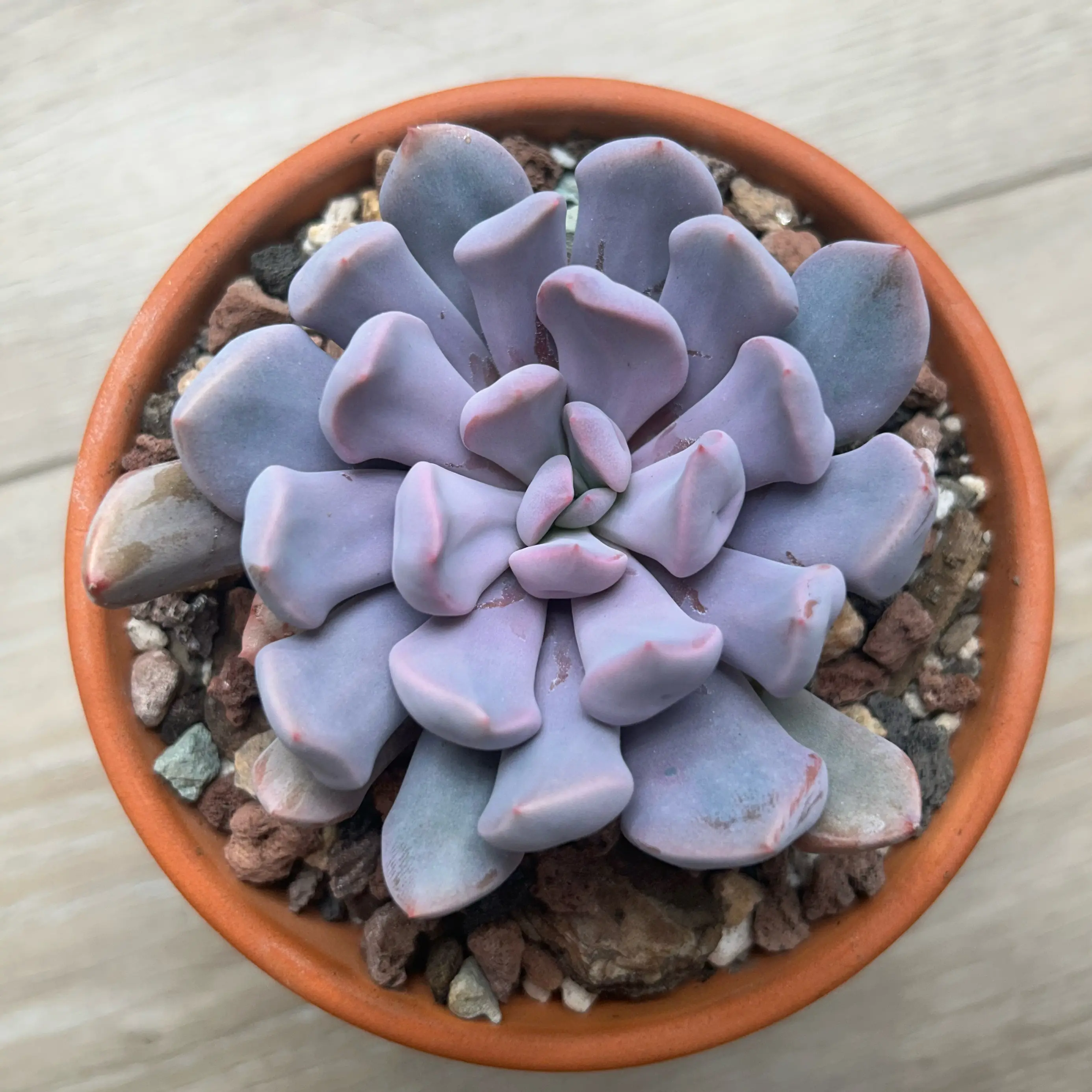 Photo of the plant species Echeveria Cupid by @PiperCosmo named Pinkie Fingerlings on Greg, the plant care app