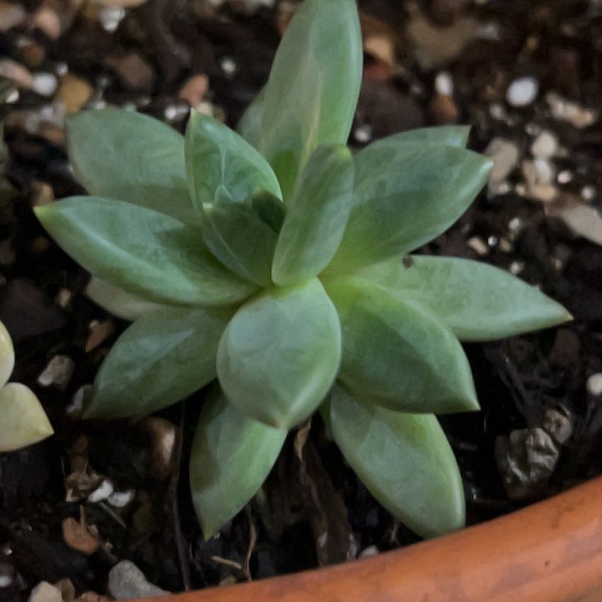 Photo of the plant species Pachyphytum fittkaui by @PiperCosmo named Gourdon Lightfoot on Greg, the plant care app