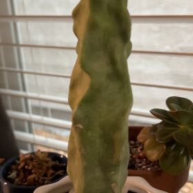 Photo of the plant species Totem Pole Cactus by @PiperCosmo named Gaga on Greg, the plant care app