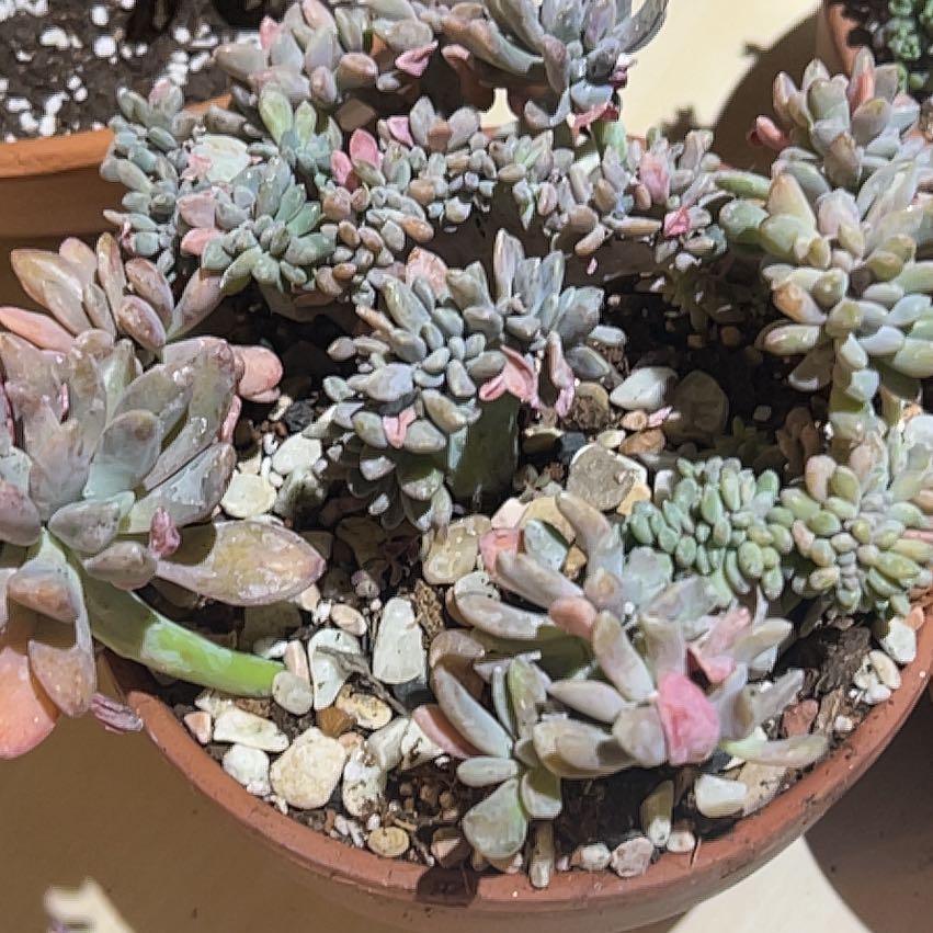 Photo of the plant species Cremeria Expatriata Crested by @PiperCosmo named James Dean on Greg, the plant care app