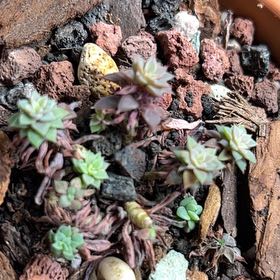 Photo of the plant species Graptopetalum 'Album' by @PiperCosmo named Dolores on Greg, the plant care app
