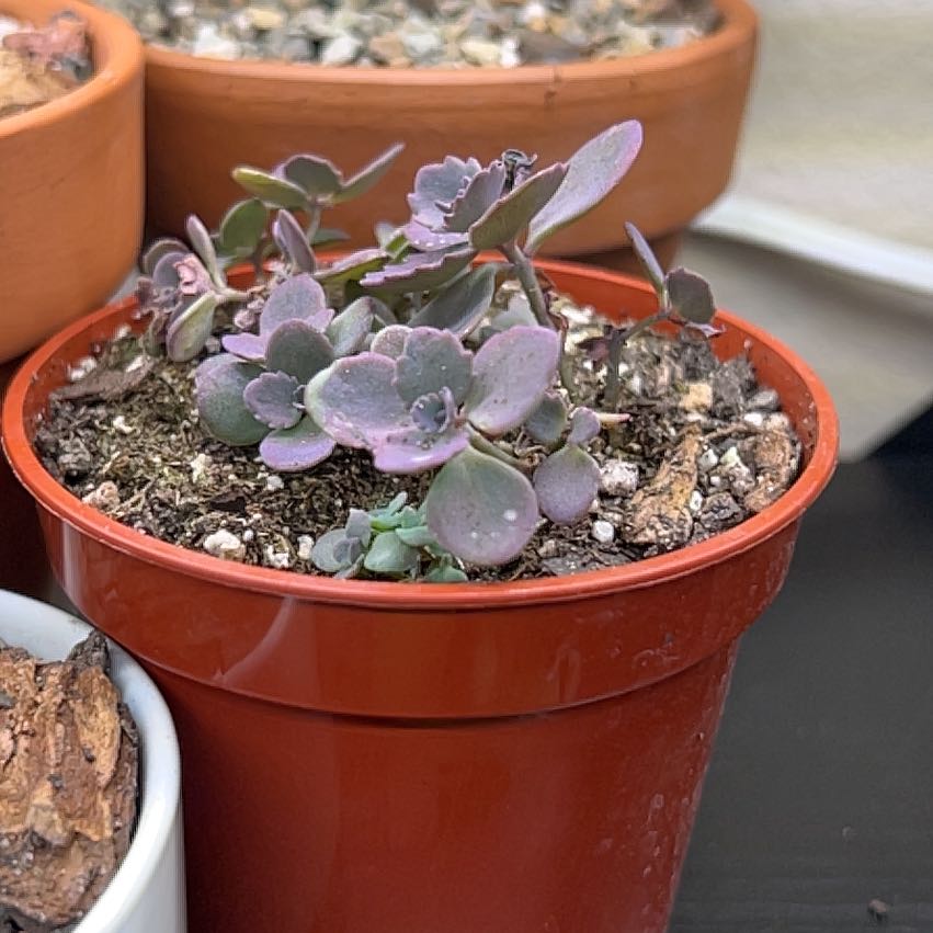 Photo of the plant species Sun Sparkler Sedum by @PiperCosmo named Huckleberry Fern on Greg, the plant care app