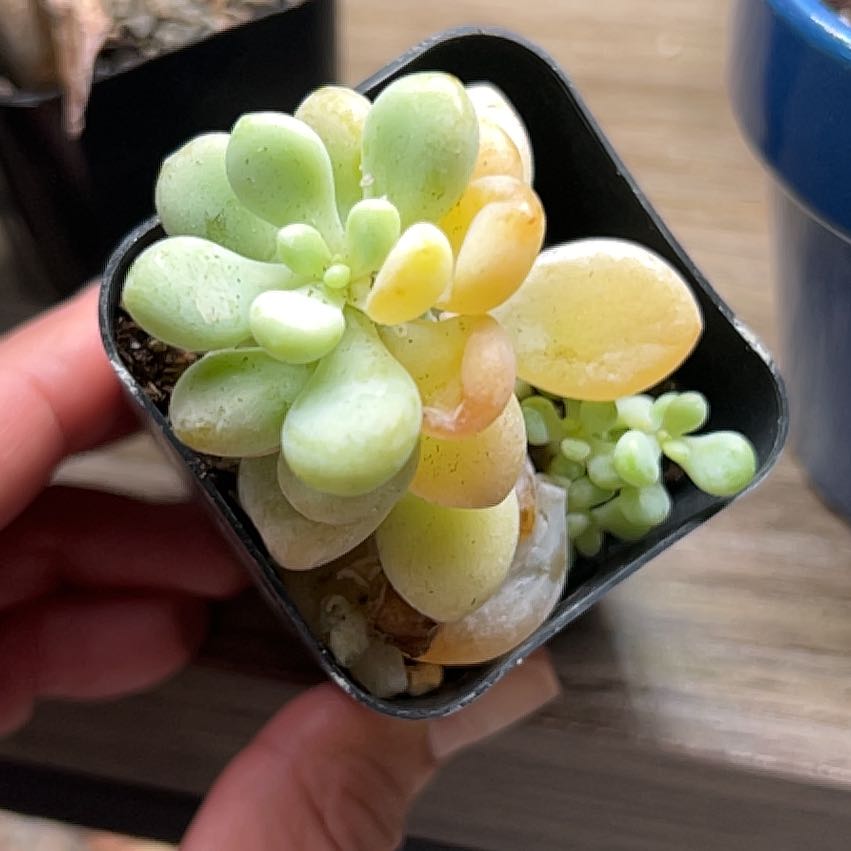 Photo of the plant species Bubble Candy by @PiperCosmo named Rita Haywood on Greg, the plant care app
