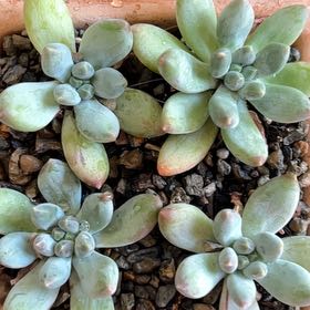 Photo of the plant species Pachyphytum 'Dr. Cornelius' by @PiperCosmo named Dr. Cornelius on Greg, the plant care app