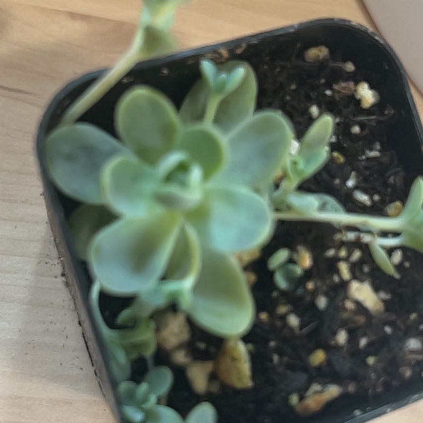 Photo of the plant species Chinese Dunce Cap 'Album' by @PiperCosmo named Green Goblin on Greg, the plant care app